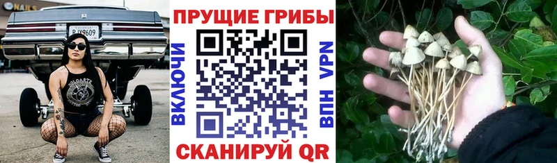 цены наркотик  Гурьевск  МЕГА ссылка  Галлюциногенные грибы Psilocybine cubensis 
